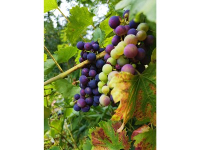 Apartment Green Elephant - Outdoor photo 5