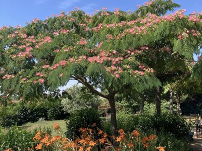 Holiday house with heated pool - Outdoor photo 15