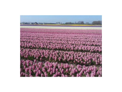 Holiday apartment Bungalow Type Cypress XS - Environment photo 12