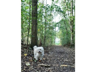 Holiday apartment Bungalow Type Cypress XS - Environment photo 13