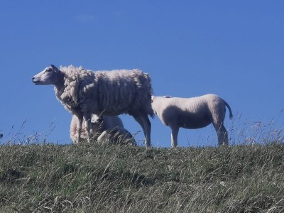 Holiday house Deichperle Herkingen - Environment photo 30