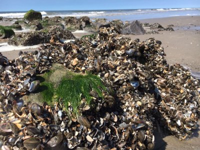 Holiday house De Droom II - Environment photo 28