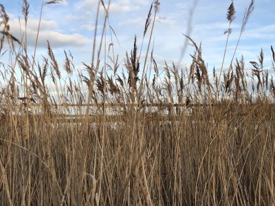 Holiday house De Droom II - Environment photo 33