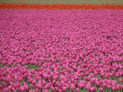 Holiday house De Linden - Environment photo 31