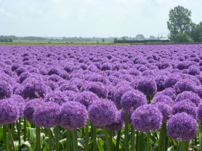 Holiday house De Linden - Environment photo 32