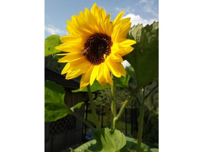 Holiday apartment Stone pine - Outdoor photo 10