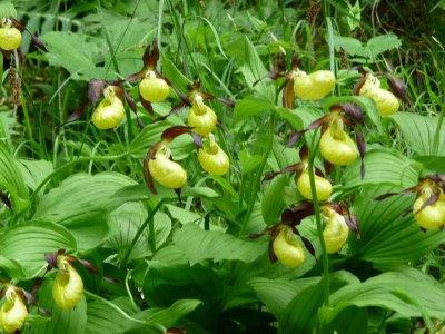 Holiday apartment Stone pine - Environment photo 32