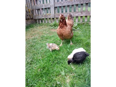 Holiday apartment Stone pine - Environment photo 35