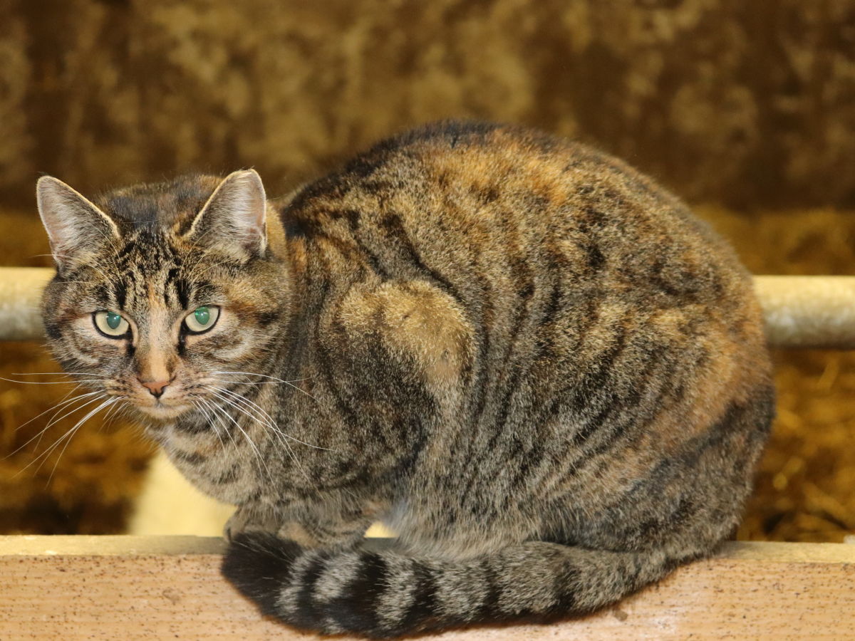 Holiday apartment Haubenthal - Outdoor photo 5