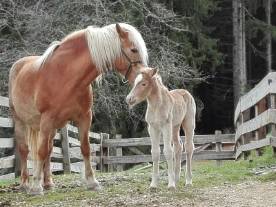 Holiday apartment Haubenthal - Outdoor photo 4