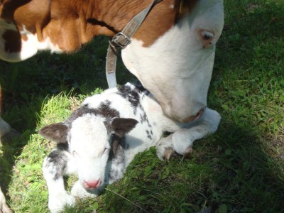 Holiday apartment Haubenthal - Outdoor photo 6