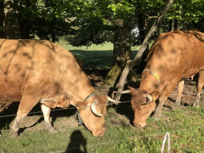 Holiday house Ferienhaus Kent - Environment photo 27