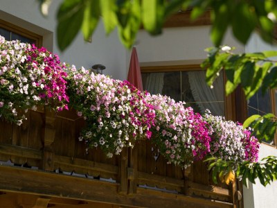 Holiday apartment Ferienhaus Wilfried - Outdoor photo 7