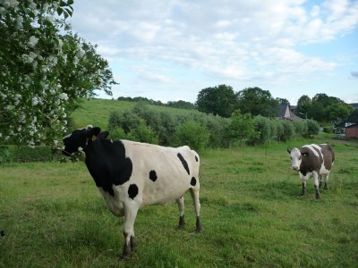 Holiday house Westphalian Farmhouse - Outdoor photo 9