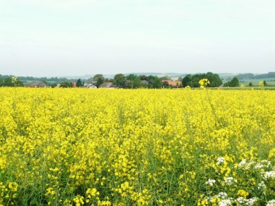 Holiday house Westphalian Farmhouse - Environment photo 28