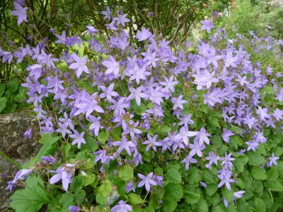 Holiday house Westphalian Farmhouse - Environment photo 29