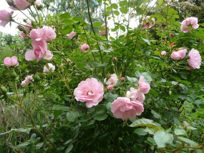 Holiday house Westphalian Farmhouse - Environment photo 30