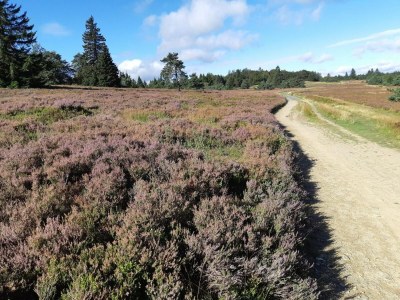 Holiday house Ferienhaus, Wissinghausen - Environment photo 19