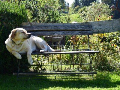 Holiday apartment Am Pfänder - Environment photo 15
