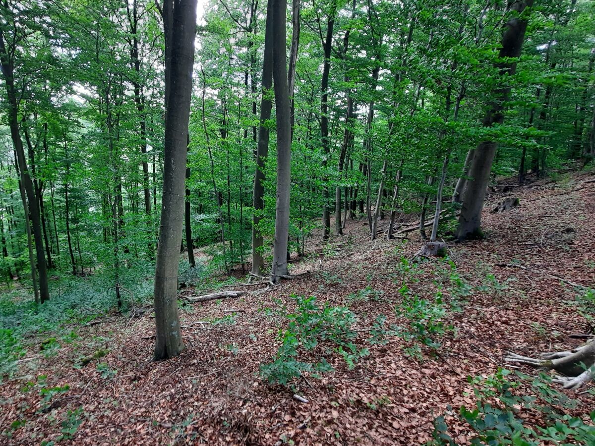 Holiday house Pulvermaar - Outdoor photo 4