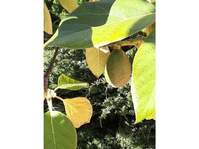 Holiday house La SauvagÃ¨re - Outdoor photo 17