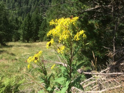 Holiday apartment Villa Seeblick OG - Environment photo 41