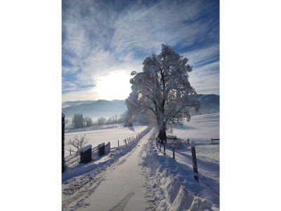 Holiday apartment Seeblick Landhaus Wendelin - Outdoor photo 7