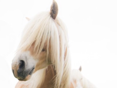 Apartment Hooivak - Environment photo 22