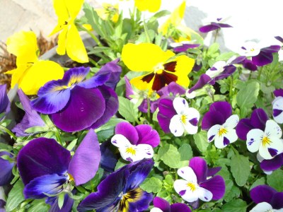 Holiday apartment Winzen Haus Zuhag - Outdoor photo 8