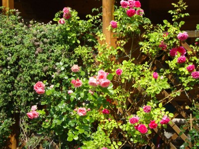 Holiday apartment Winzen Haus Zuhag - Outdoor photo 9