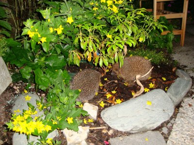 Holiday apartment Winzen Haus Zuhag - Outdoor photo 10