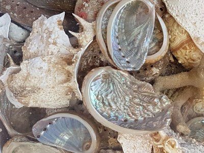 Holiday apartment Pine Paradise - Environment photo 17