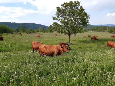 Holiday house Triangel - Environment photo 31