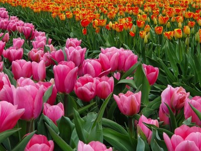 Holiday house Seesternchen - Environment photo 31