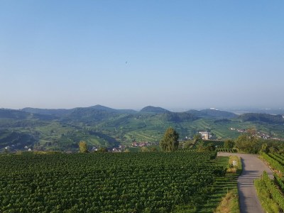 Holiday apartment Casa Luna im Kaiserstuhl "Hochkönigsburg" - Environment photo 25