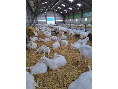 Holiday house Zuiderdiep 43 Ouddorp North Sea Park - Environment photo 31