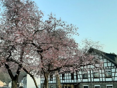 Holiday house VivaNatura Eifelferienhaus - Environment photo 19