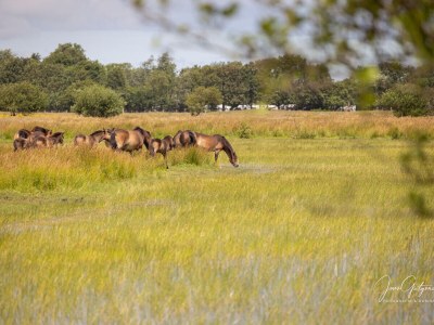 Holiday house Vorselaars 4 - Environment photo 32