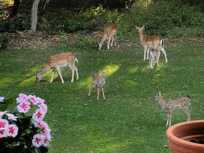 Villa Villa Sommerfeld - Features photo 26