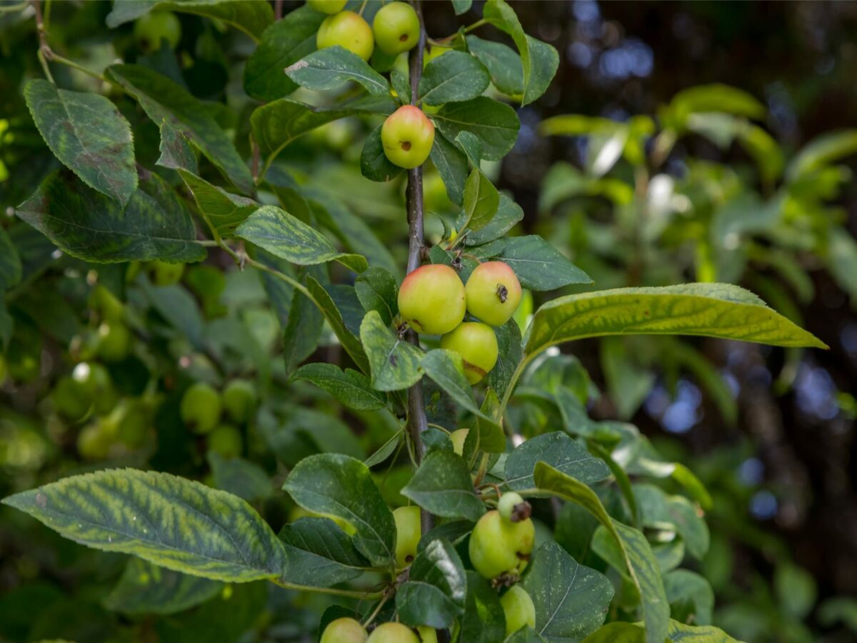 Holiday house Apartment in Vrouwenpolder near the Dunes - Outdoor photo 5
