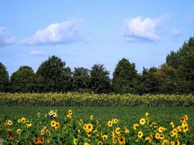 Holiday house Apartment in Vrouwenpolder near the Dunes - Environment photo 27