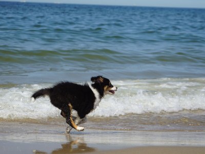 Bungalow de Lepelaar - Environment photo 32