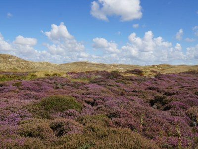 Bungalow de Lepelaar - Environment photo 35