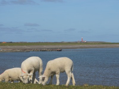 Bungalow de Lepelaar - Environment photo 36