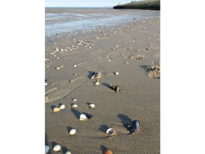 Holiday apartment Magnolie - Environment photo 22