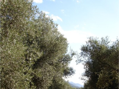 Holiday house Stone House Murta - Environment photo 10