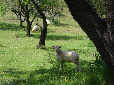Holiday house Stone House Murta - Environment photo 14
