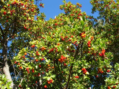 Holiday house Stone House Murta - Environment photo 15