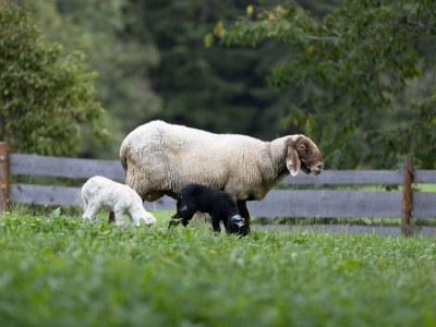 Holiday apartment Oberplunerhof - Ferienwohnung Gitschberg - Outdoor photo 15