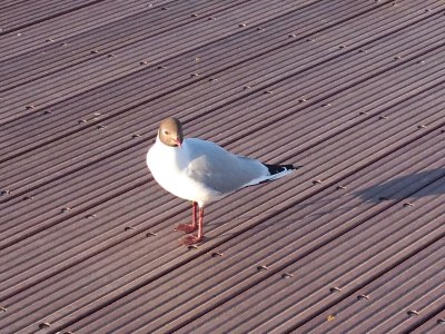 Holiday house Fisher House Breskens - Environment photo 26